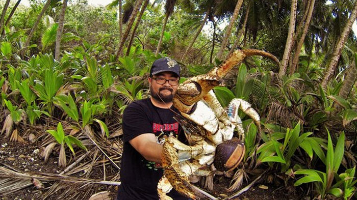 Coconut crab