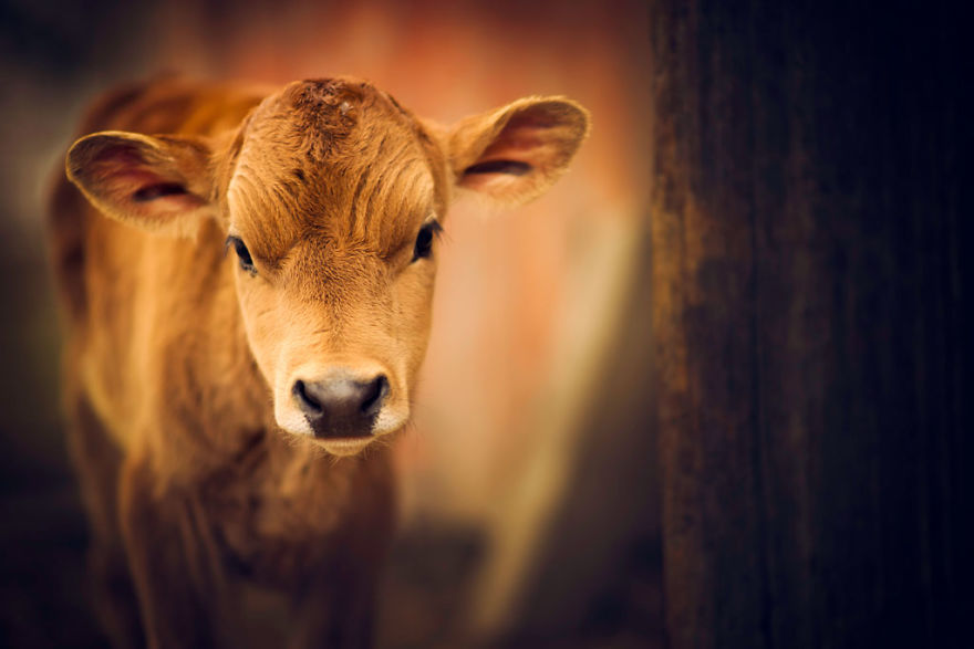 baby cow