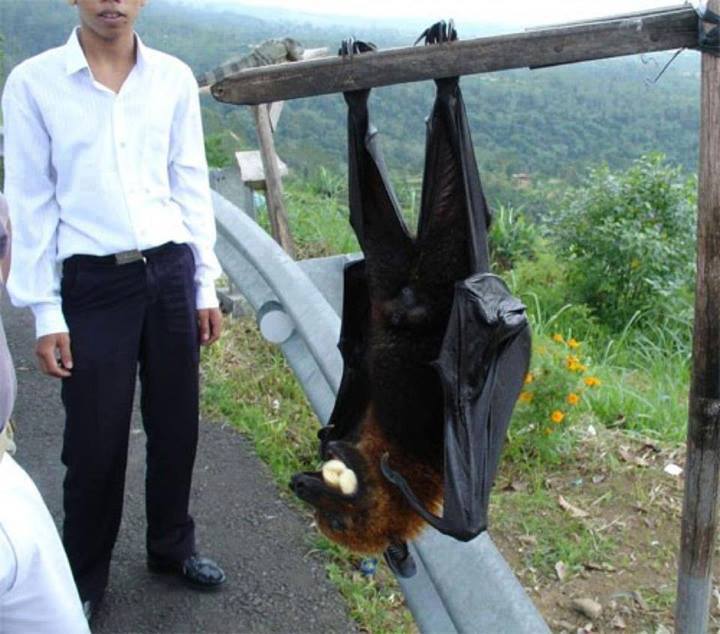 Flying fox bat