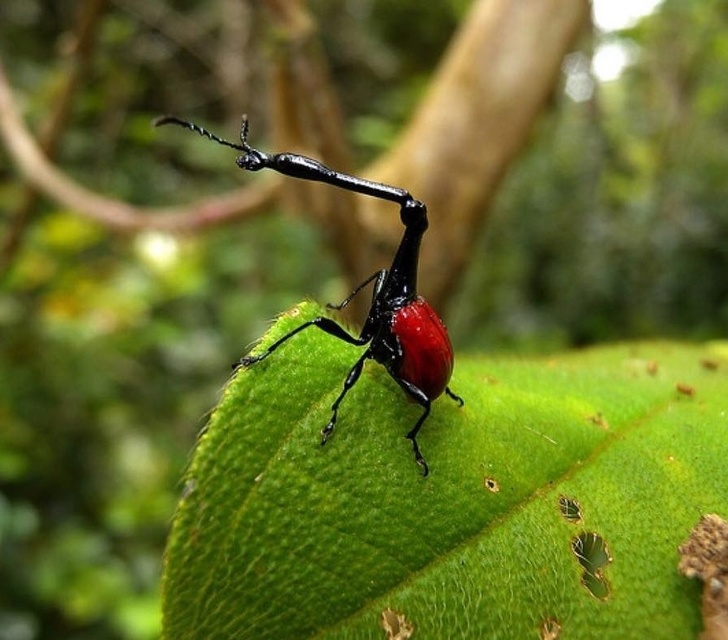 Giraffe weevil