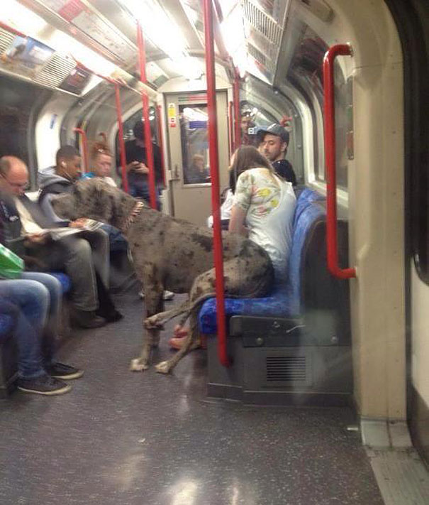 dog commuting