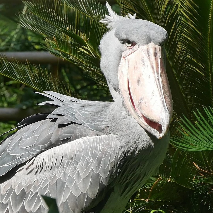 Shoebill