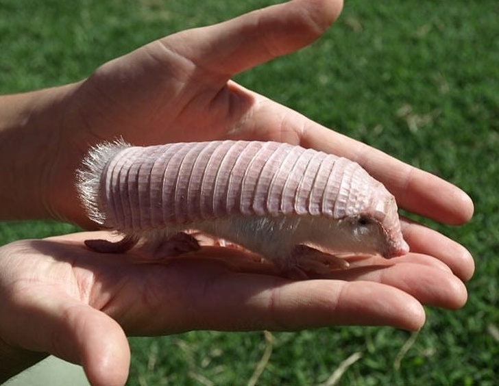 armadillo