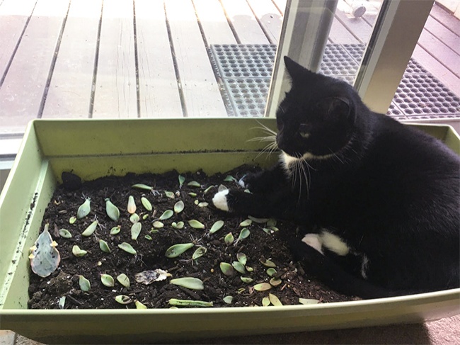 cats and houseplants