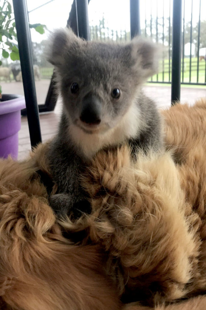 tiny Koala