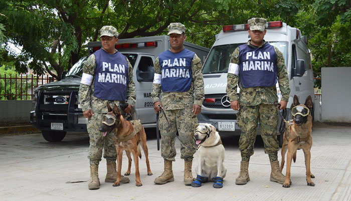 army Labrador
