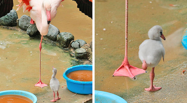 flamingo chick