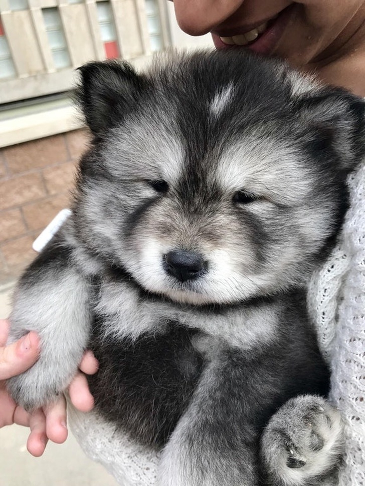 fluffy pupper