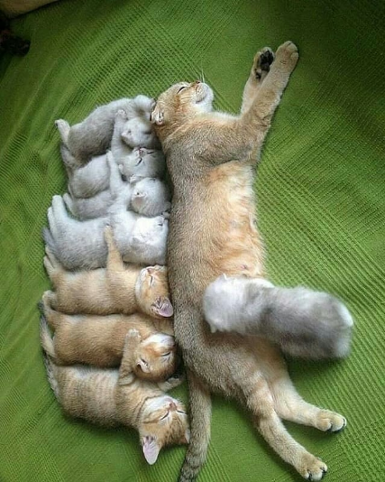 purrfect family