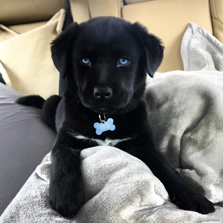 rare Black dog