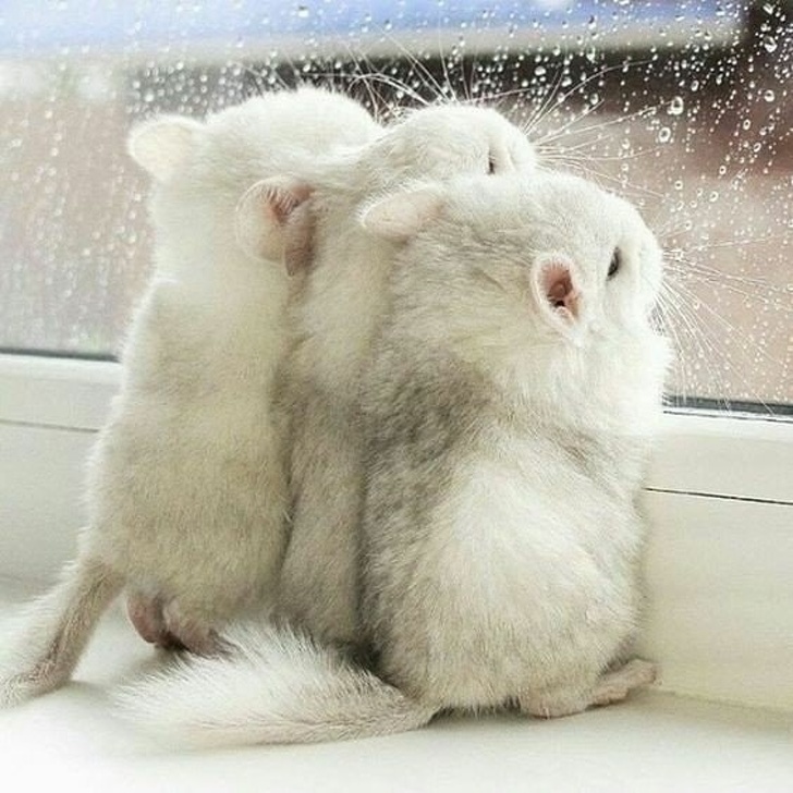 Chinchillas