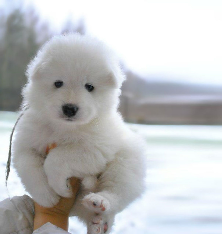 polar bear