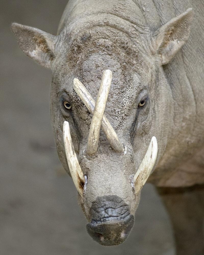 Babirusa pig