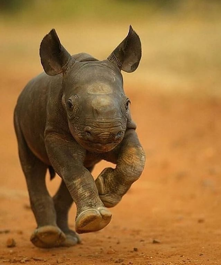 Baby Rhino