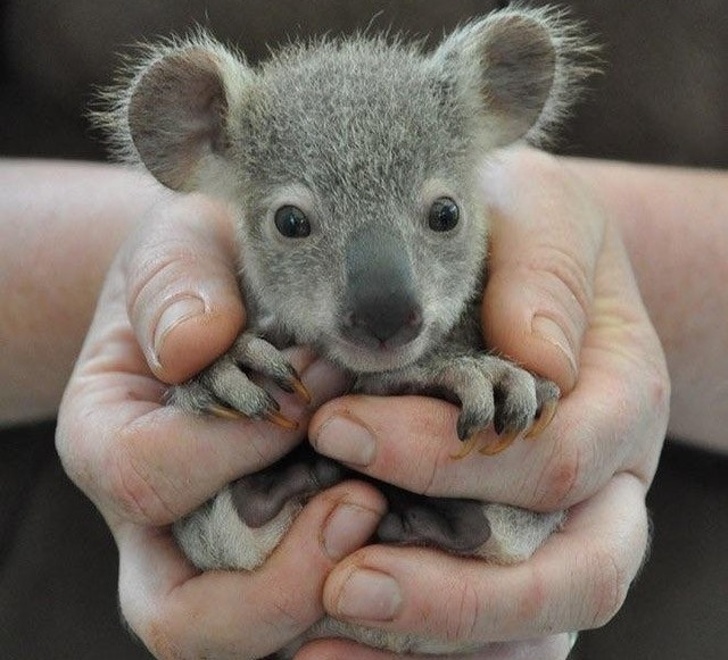 Baby koala