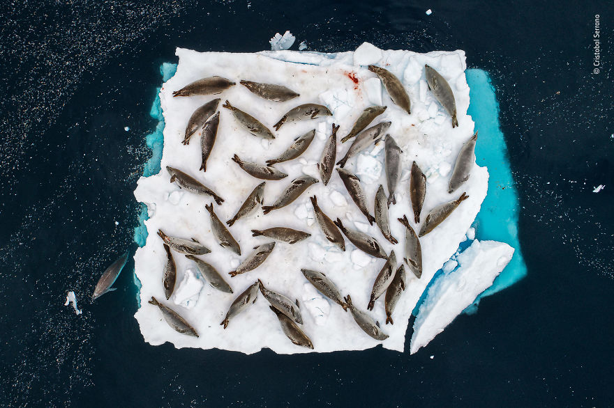 Bed Of Seals