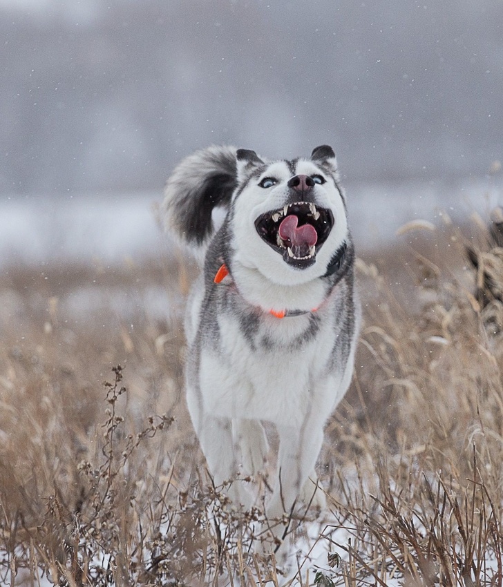 barking