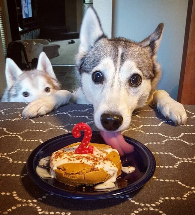 Huskies