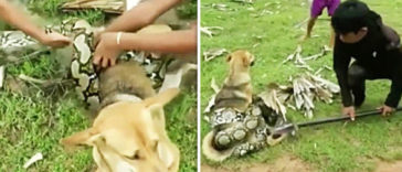Boys fight off a huge snake strangling their dog