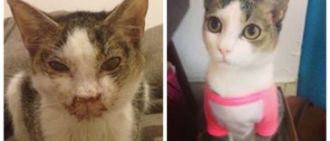 Life of these rescued animals was totally transformed with love and care