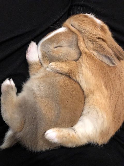 Bunny snuggles