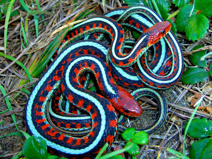 garter snake