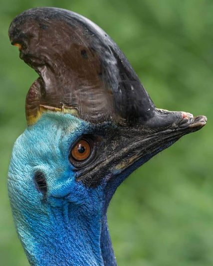 Cassowary