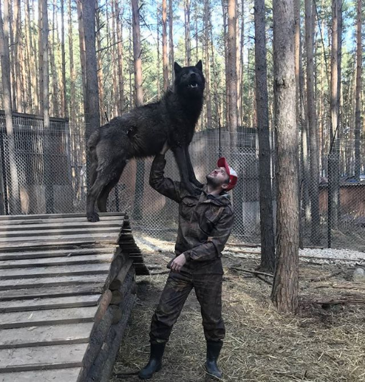 wolf with owner
