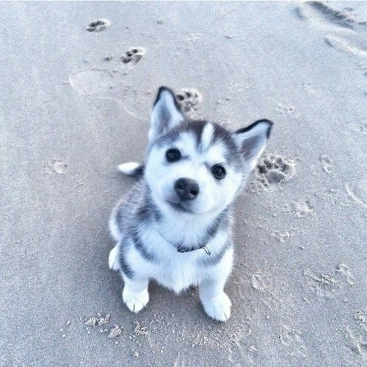 Husky puppy