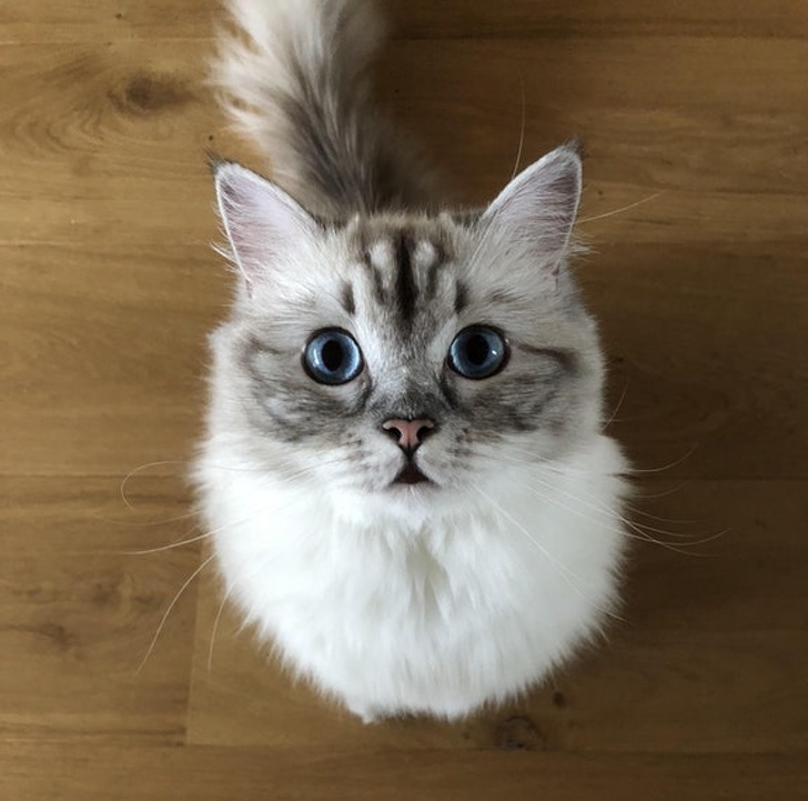 cute cat
