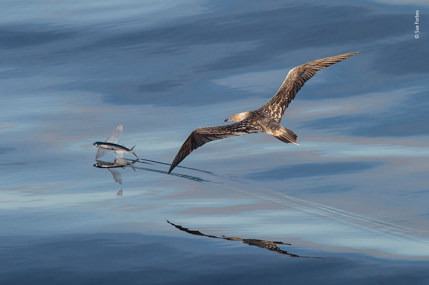 Flight