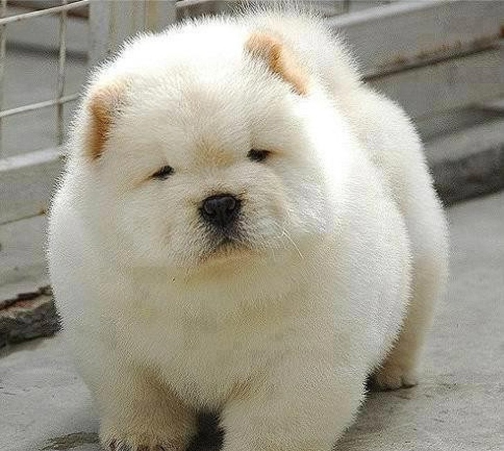 Fluffiest