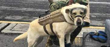 Frida; the rescue dog has rescued 52 lives and has also recently saved people affected by Mexico earthquake