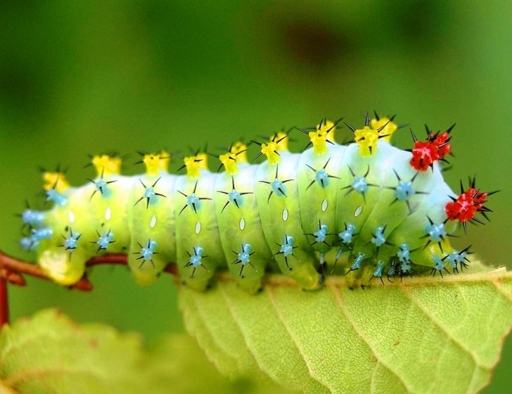 caterpillar