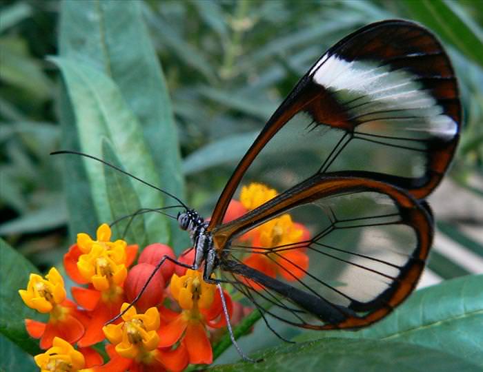 Glass Butterfly