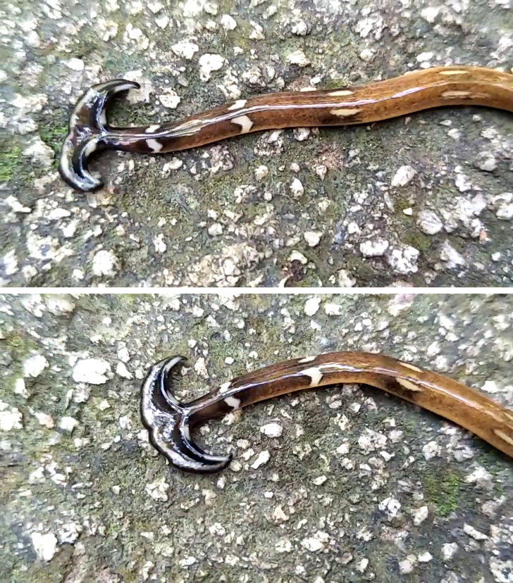 Hammerhead worm