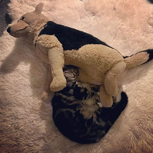 sleeps