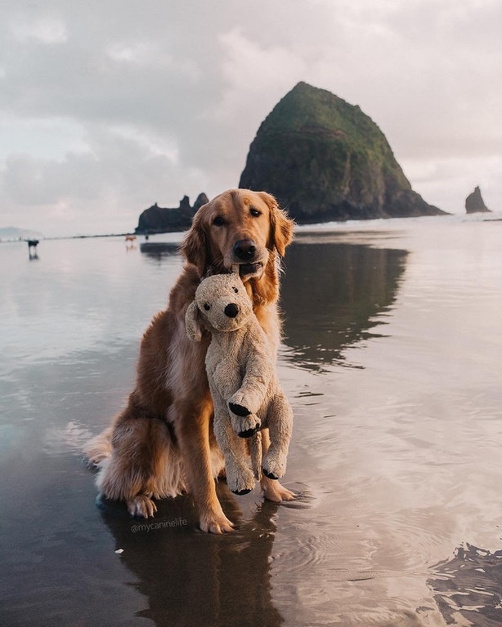 dog