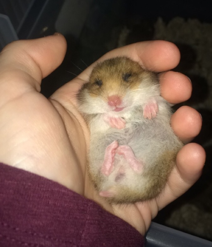baby hamsters