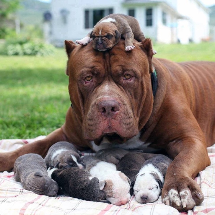 puppies