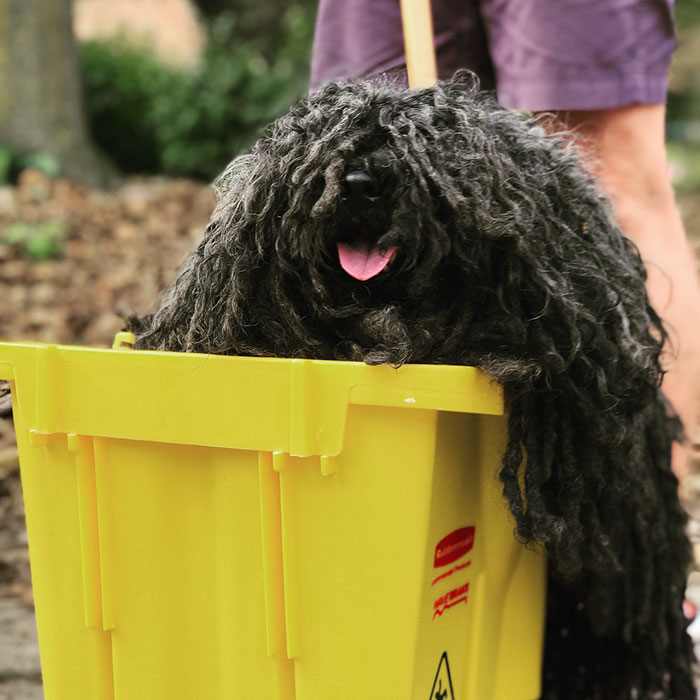 Mop