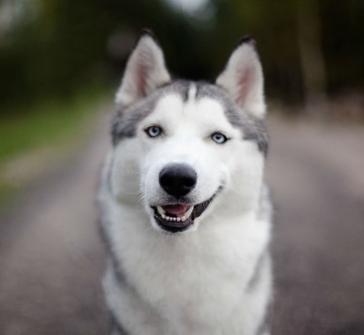 Husky