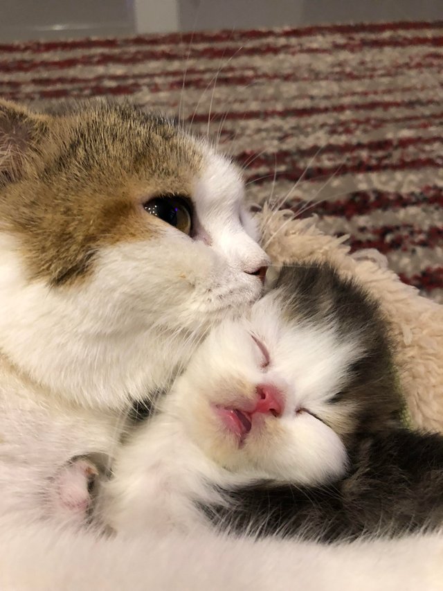 milk drunk
