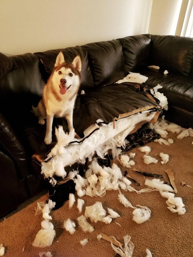Husky owner