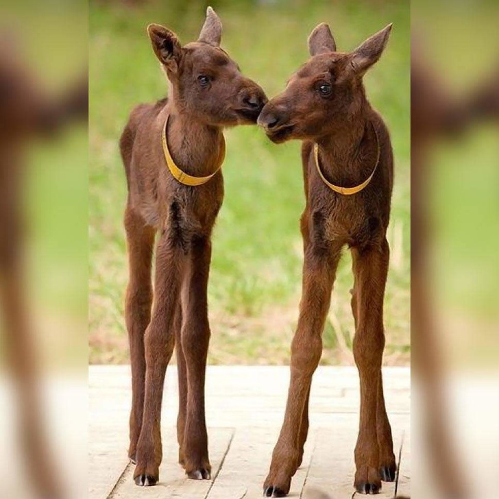 baby moose