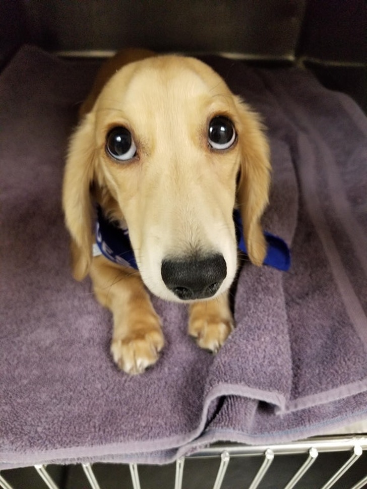 cute dog
