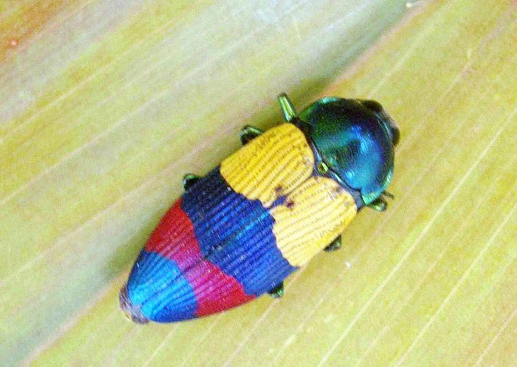 Jewel beetle