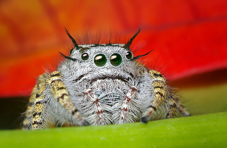 Jumping spider