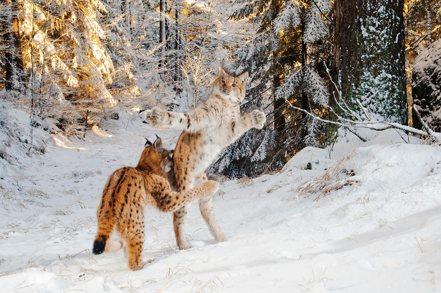 Kitten Combat