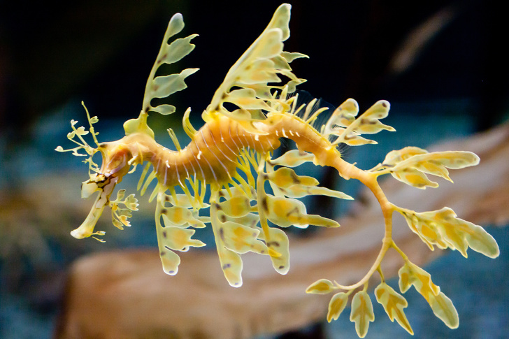 Leafy sea dragon